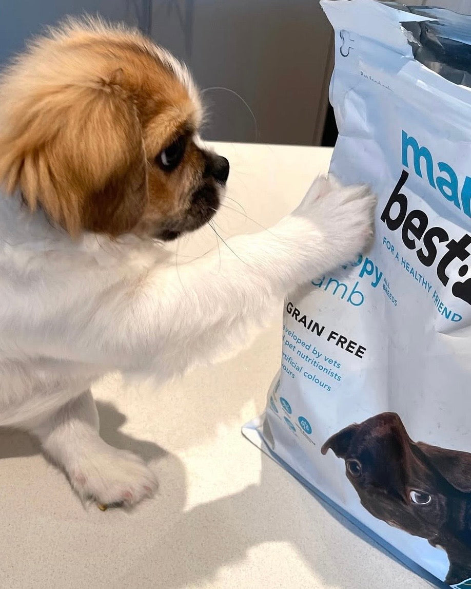 Small dog interacting with a bag of Man's Best puppy pet food on a table. cute puppy