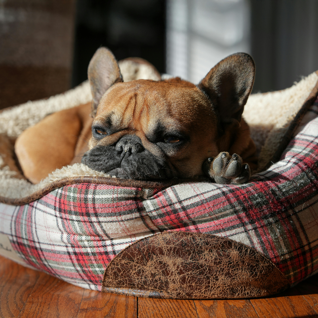 dog is always tired and has no energy