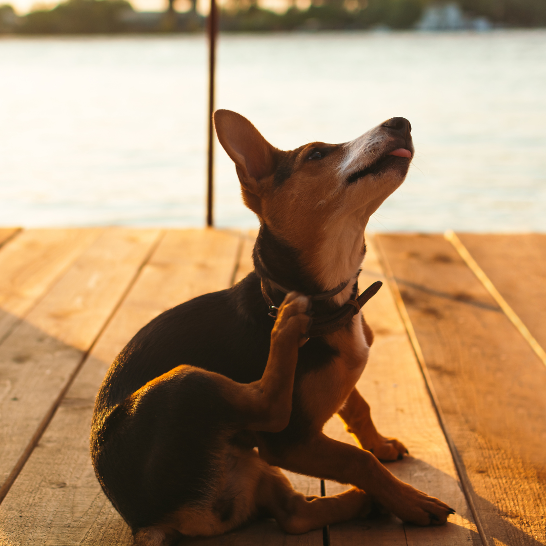 Dog has itchy skin and dull coat